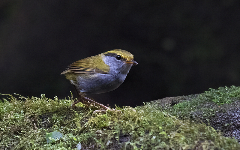 Gray-bellied Tesia (Tesia cyaniventer) at Phia Oac-Phia Den Bird Hides - Northern Vietnam. Photo by: Bui Duc Tien - Vietnam Bird Photography Tours - Vietbirdphototours.com